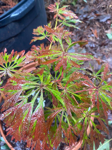 Acer japonicum 'Oregon Fern' - mapleridgenursery
